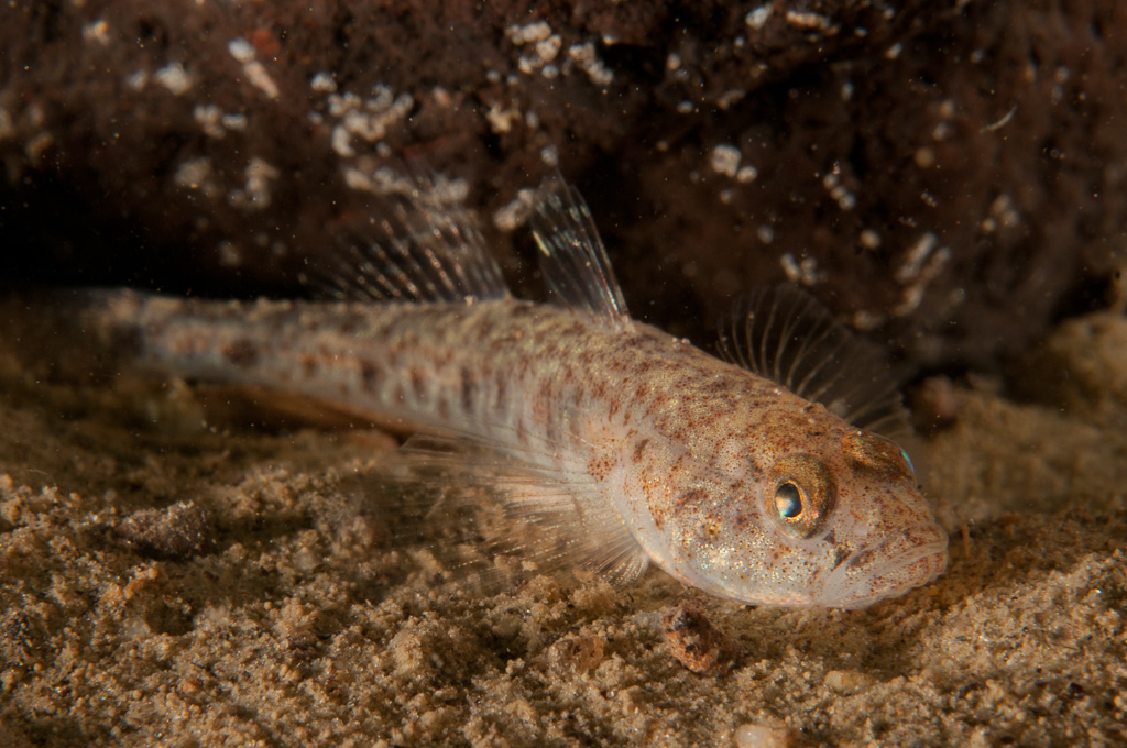 Sand goby 4